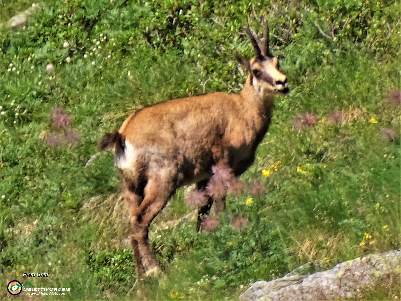 06 Camoscio al pascolo sulle pendici erbose dell'Azzaredo.JPG